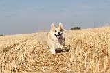CORGI PEMBROKE 149